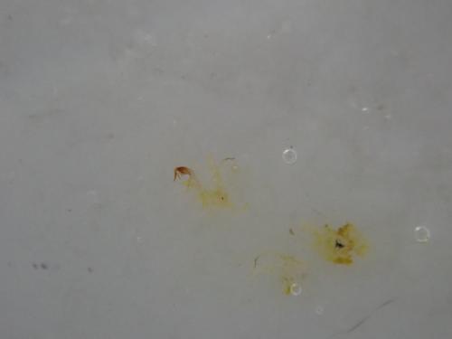 Réf. 365 986 : Edwardsiana sp.